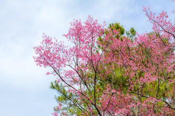 Cherry Blossom in winter in Northern Thailand