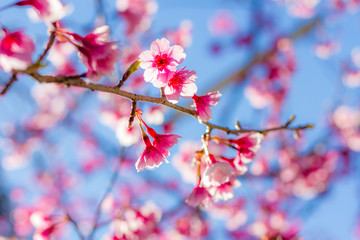 Fototapeta na wymiar Cherry Blossom in winter in Northern Thailand