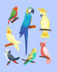 Naklejka premium Cartoon tropical parrot wild animal bird vector illustration wildlife feather zoo color nature vivid.