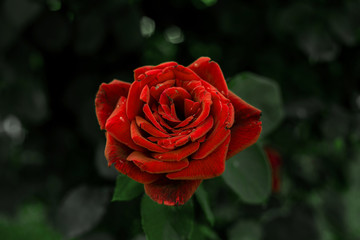 Red rose with drops of water on the petals