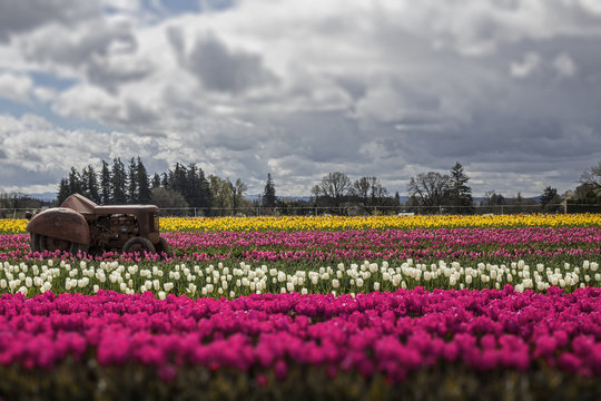 Rows of Colorful Pink, White and Yellow Tulips, and Old Rusted Tractor Against a Background of Green Fields, Blue Sky with White Clouds, No People, Daytime - Wooden Shoe Tulip Farm, Oregon (HDR Image)