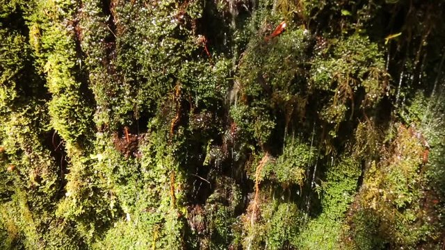 Video clip of a Steam with a litte waterfall on Madeira island.