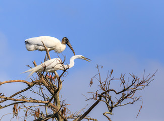 1 Wood Stork and 1 White Egret perched in Tree top against a blue sky