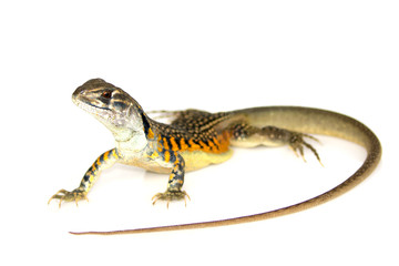 Image of Butterfly Agama Lizard (Leiolepis Cuvier) on white background. Reptile Animal