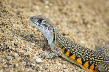 Image of Butterfly Agama Lizard (Leiolepis Cuvier) on the sand. Reptile Animal