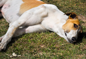 portrait of a galgo espanol dog