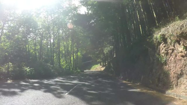 Driving on a rural road in a forest with sun (P.O.V.)