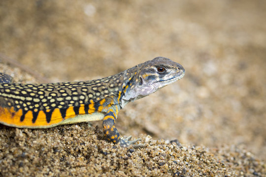 Image of Butterfly Agama Lizard (Leiolepis Cuvier) on the sand. Reptile Animal