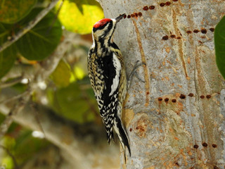 Yellow-bellied Sapsucker - Key Largo, FL