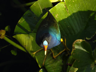 Purple Gallinule - Anhinga Trail, Everglades NP, FL