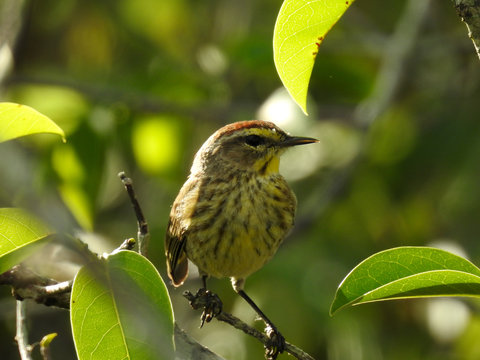 Palm Warbler - Anhinga Trail, Everglades, FL