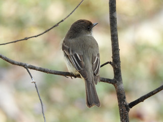 Eastern Phoebe - Ithaca, NY