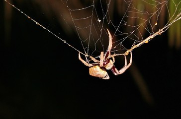 huntsman spider on web from australia