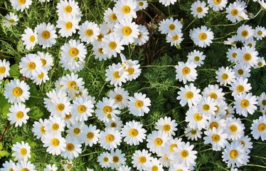 daisies chamomile white yellow flowers spring summer bloom fresh background with copy space © cheekylorns