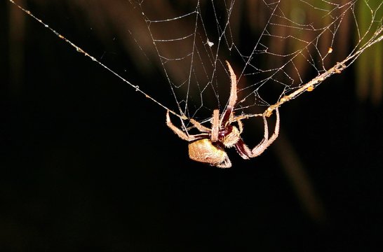 Huntsman Spider On Web From Australia