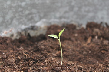 plant growth seed new life farm sprout seedling  