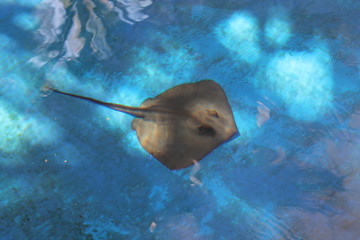 stingray ray swimming underwater background copy space
