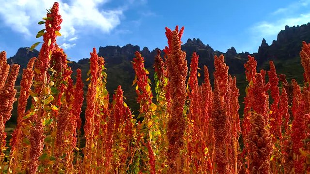  red Quinoa plants on a field in Peru in the Andes. Near Cusco