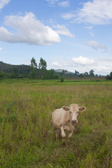 Young cow, Thai calf in field