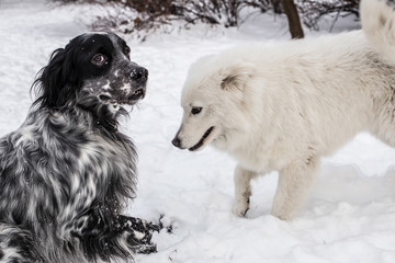 Samoyed and English Setter playing in snow
