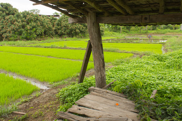 Green Rice seedlings in rice field, lanscape