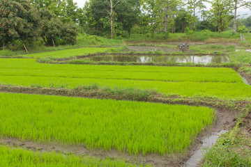 Green Rice seedlings in rice field, lanscape