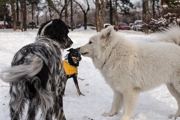 Samoyed and English Setter playing in snow
