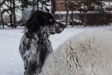 Samoyed and English Setter playing in snow

