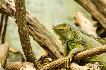 Animals in Thailand Zoo