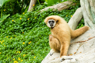 Animals in Thailand Zoo