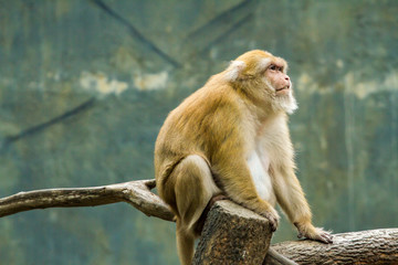 Animals in Thailand Zoo