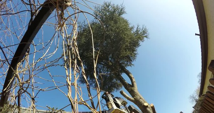 TIME LAPSE Felling a tree. February 2017 in Germany