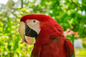 Green Wing Macaw