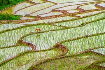 Green Paddy Rice on the mountain at Pa Bong Piang Village after planting for a week in Chiang Mai Province Northern Thailand