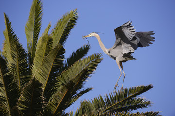 Fototapeta premium Great Blue Heron
