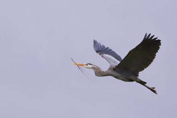Great Blue Heron