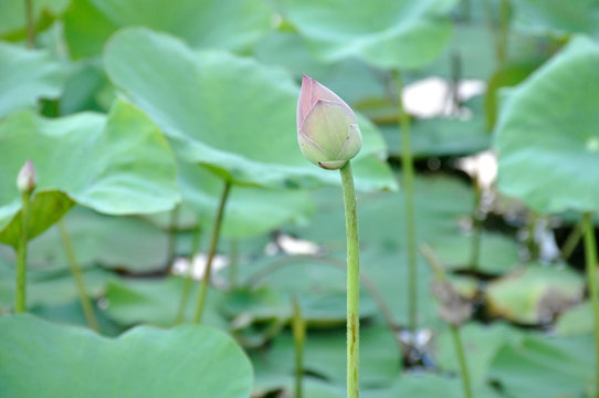 Pink lotus