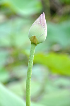 Pink lotus