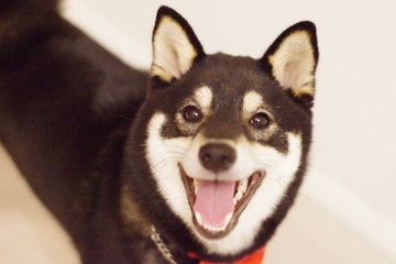 笑顔の黒い柴犬 © korokke