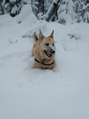 Dog with snow on head