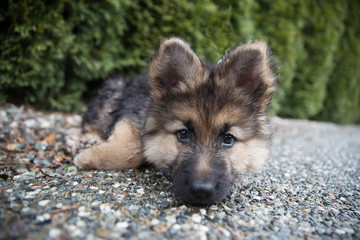 German Shepherd Puppy