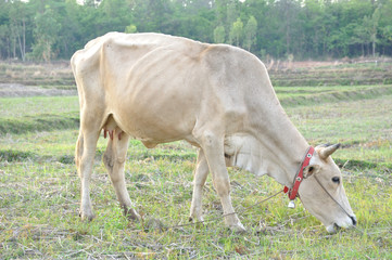 White cow