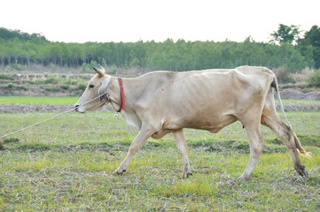 White cow