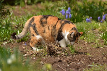 猫