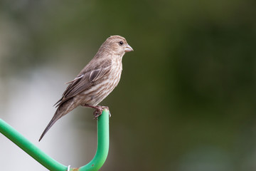 House finch female perched on a green pole with out of focus background.