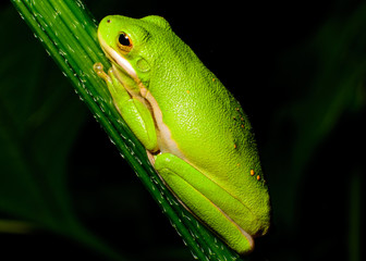 Little Green Tree frog with one spot of sunshine in a dark forest (Landscape)