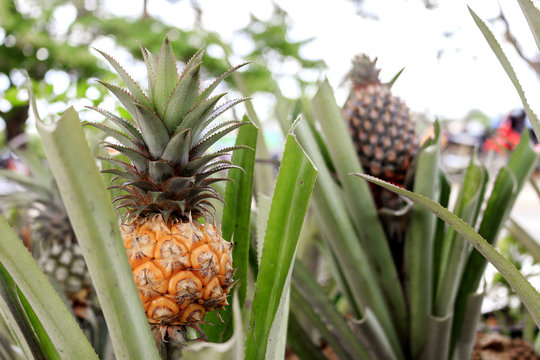 Phulae pineapple in garden with soft-focus in the background. over light