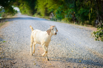 Baby Goat portrait on the road