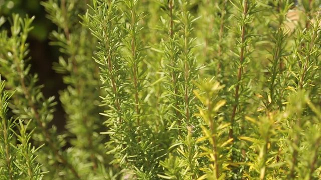 Rosemary plant in a herbage garden