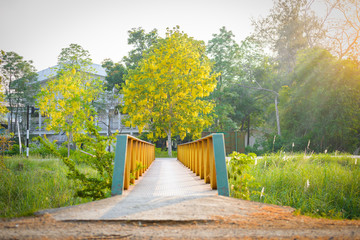 Green and yellow steel bridge and Golden Shower tree, flower or known as the golden rain tree, canafistula